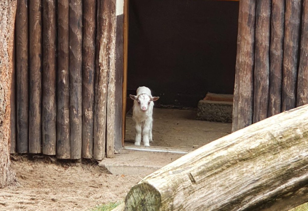 Girgentana-Ziege, Bewohner im Zoo Eberswalde