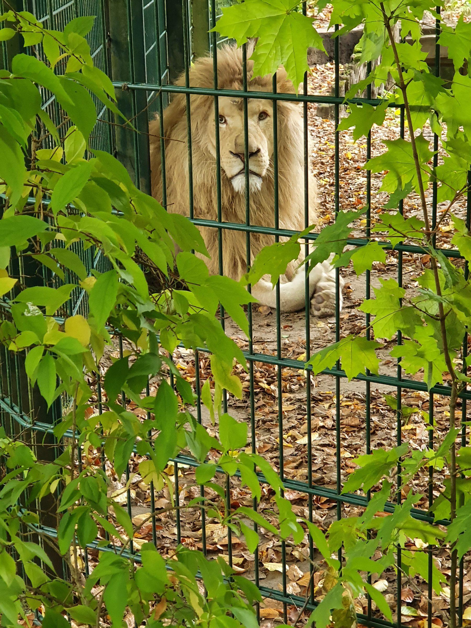 Afrikanischer Löwe, Bewohner im Zoo Eberswalde