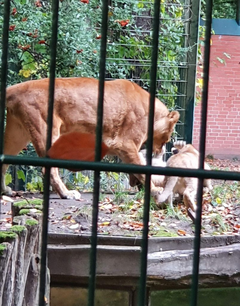 Afrikanischer Löwe, Bewohner im Zoo Eberswalde