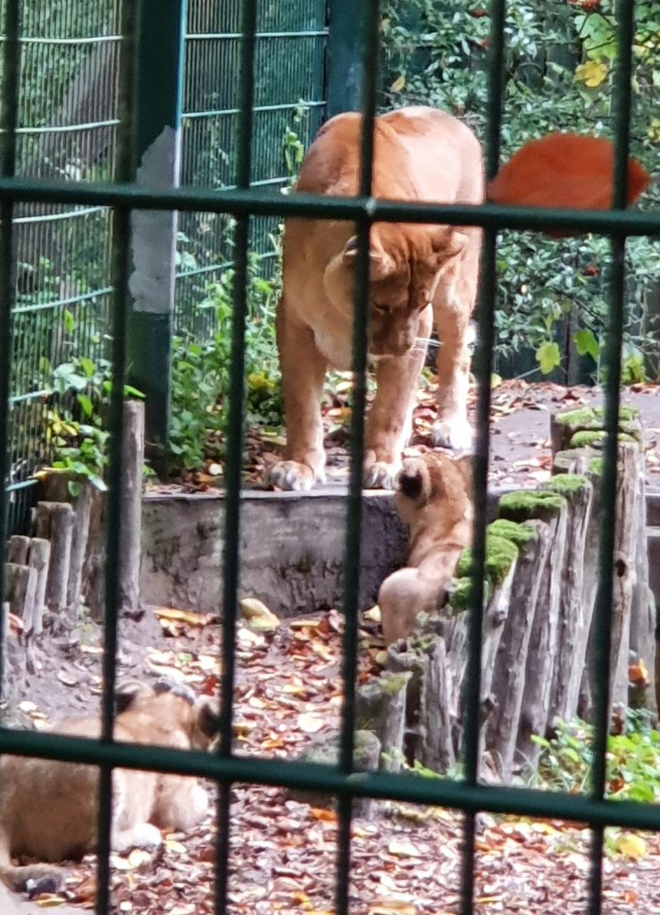 Afrikanischer Löwe, Bewohner im Zoo Eberswalde