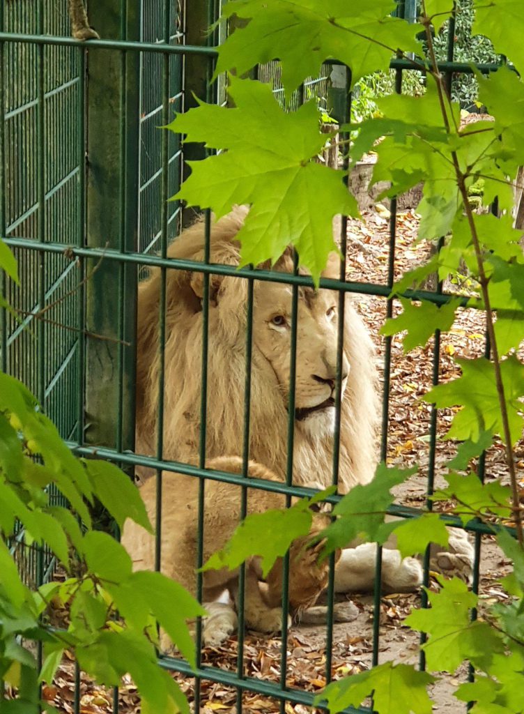 Afrikanischer Löwe, Bewohner im Zoo Eberswalde