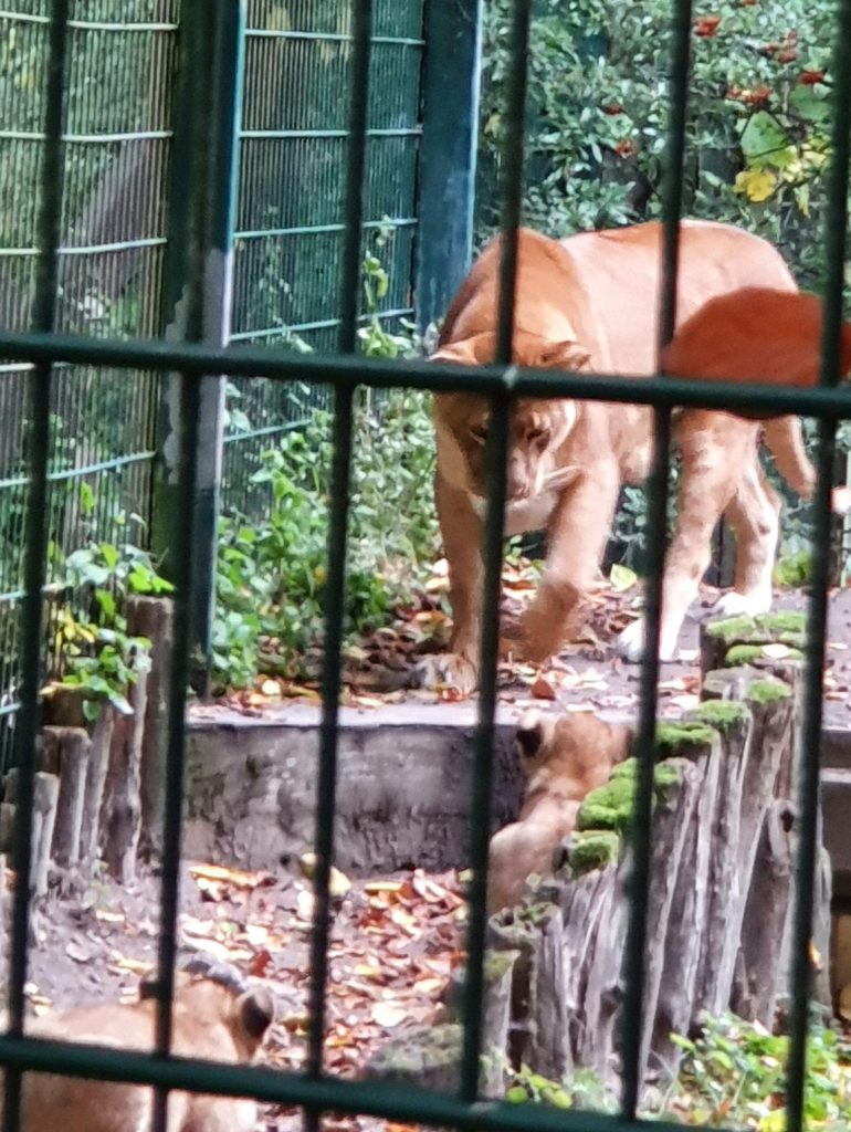 Afrikanischer Löwe, Bewohner im Zoo Eberswalde