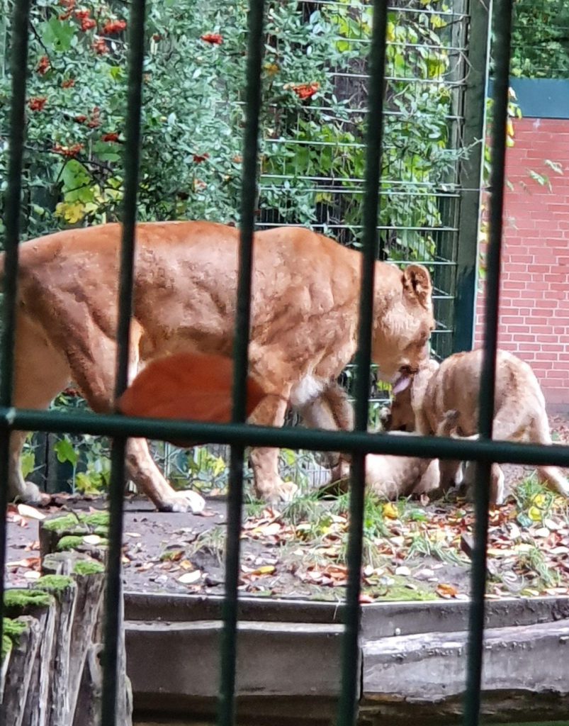 Afrikanischer Löwe, Bewohner im Zoo Eberswalde