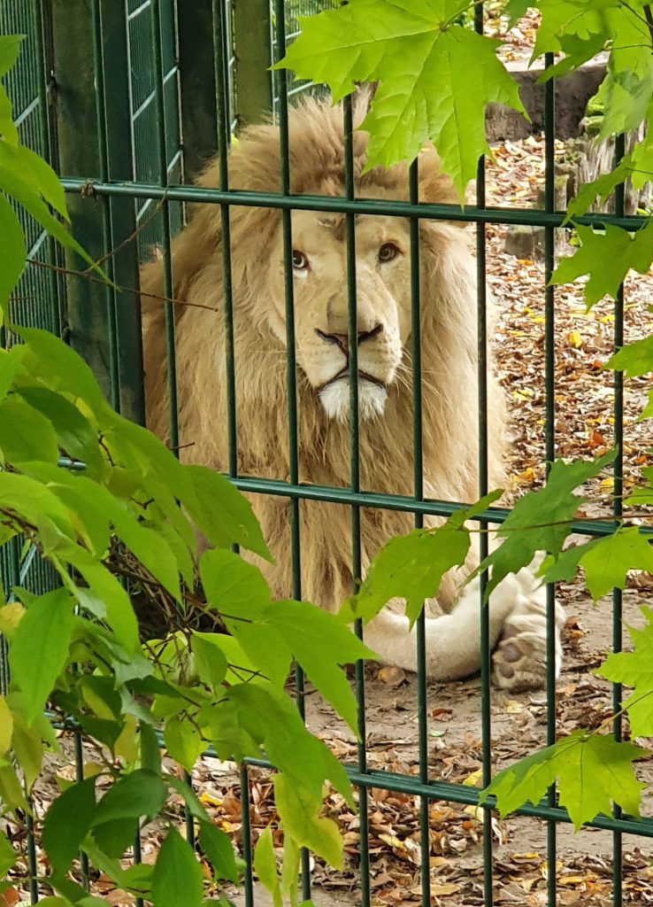 Afrikanischer Löwe, Bewohner im Zoo Eberswalde