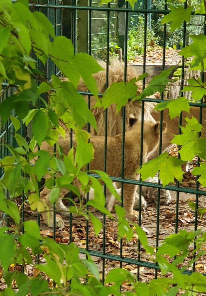 Afrikanischer Löwe, Bewohner im Zoo Eberswalde