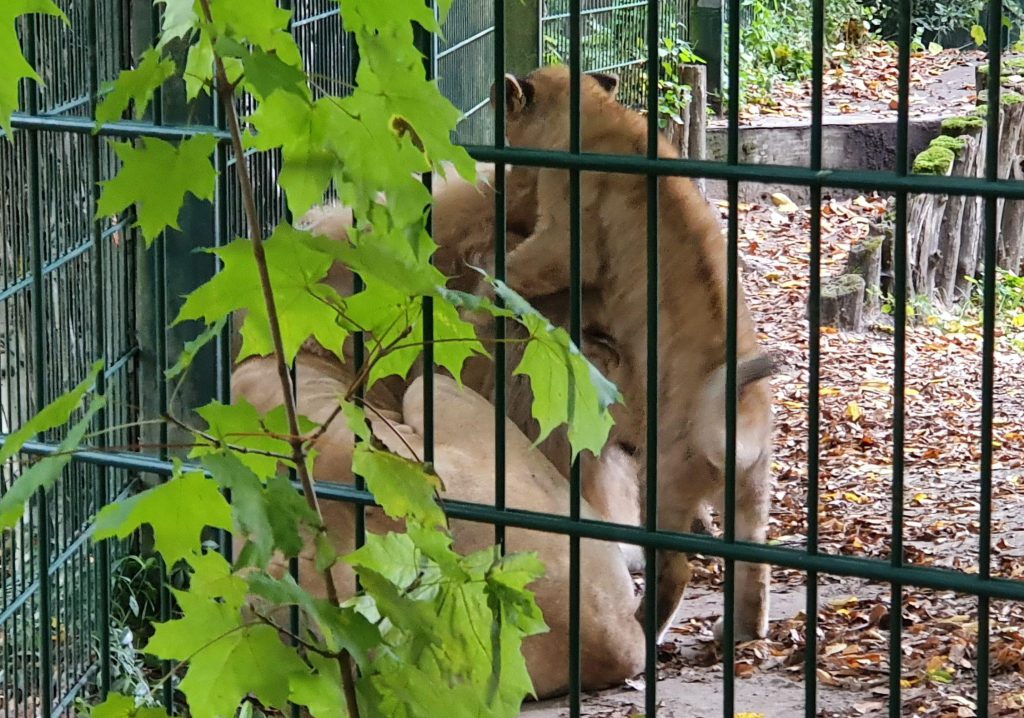 Afrikanischer Löwe, Bewohner im Zoo Eberswalde