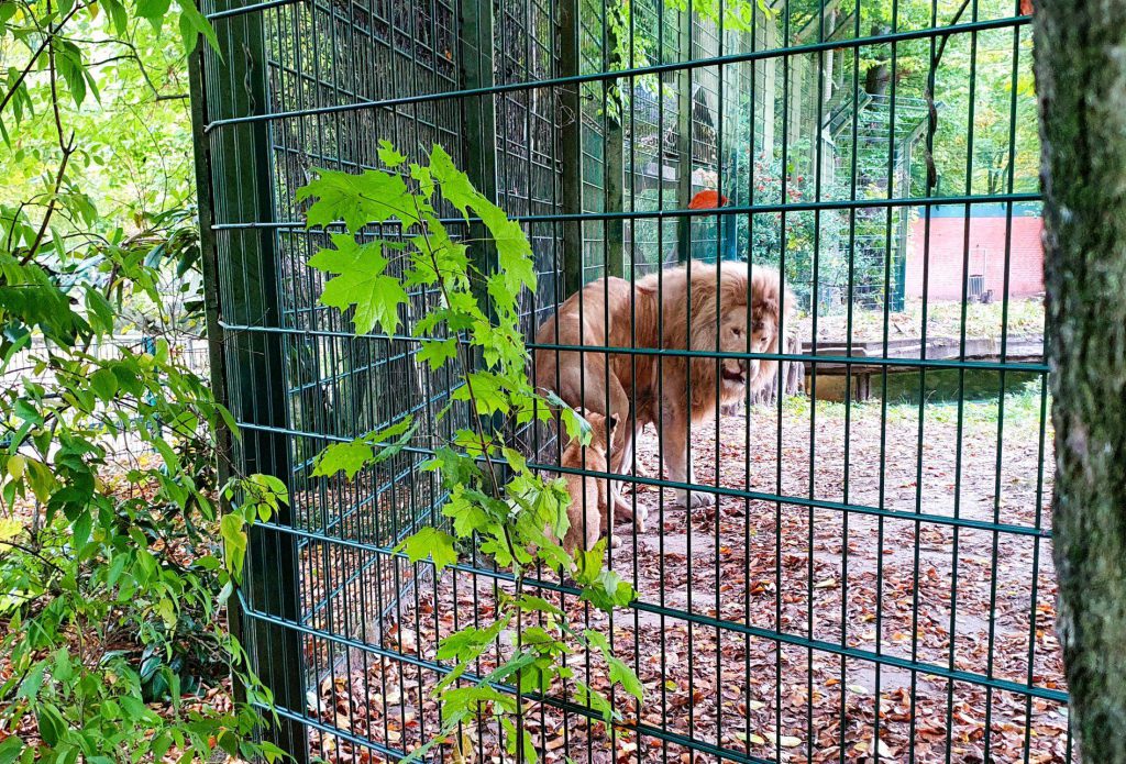 Afrikanischer Löwe, Bewohner im Zoo Eberswalde