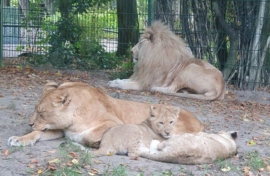 Afrikanischer Löwe, Bewohner im Zoo Eberswalde