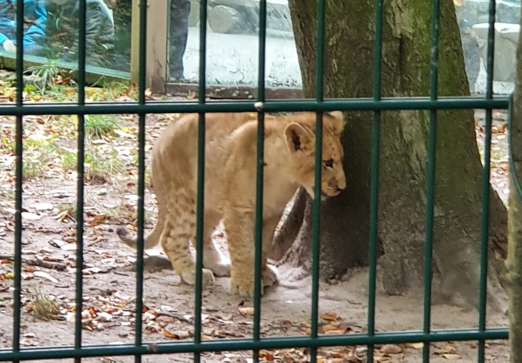 Afrikanischer Löwe, Bewohner im Zoo Eberswalde