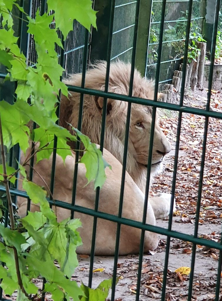 Afrikanischer Löwe, Bewohner im Zoo Eberswalde