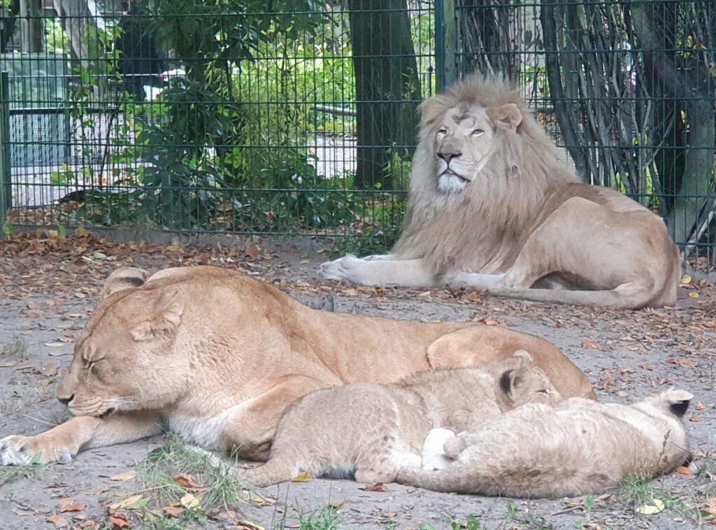 Afrikanischer Löwe, Bewohner im Zoo Eberswalde