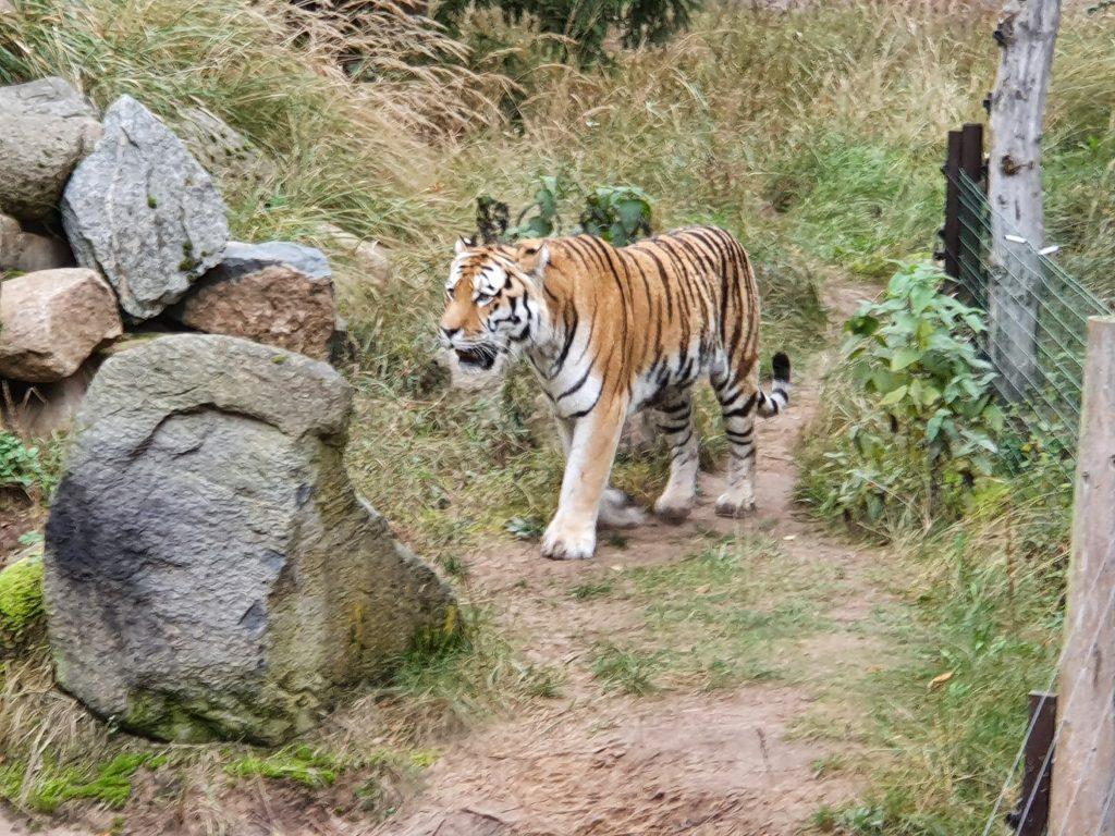 Amur-Tiger, Bewohner im Zoo Eberswalde