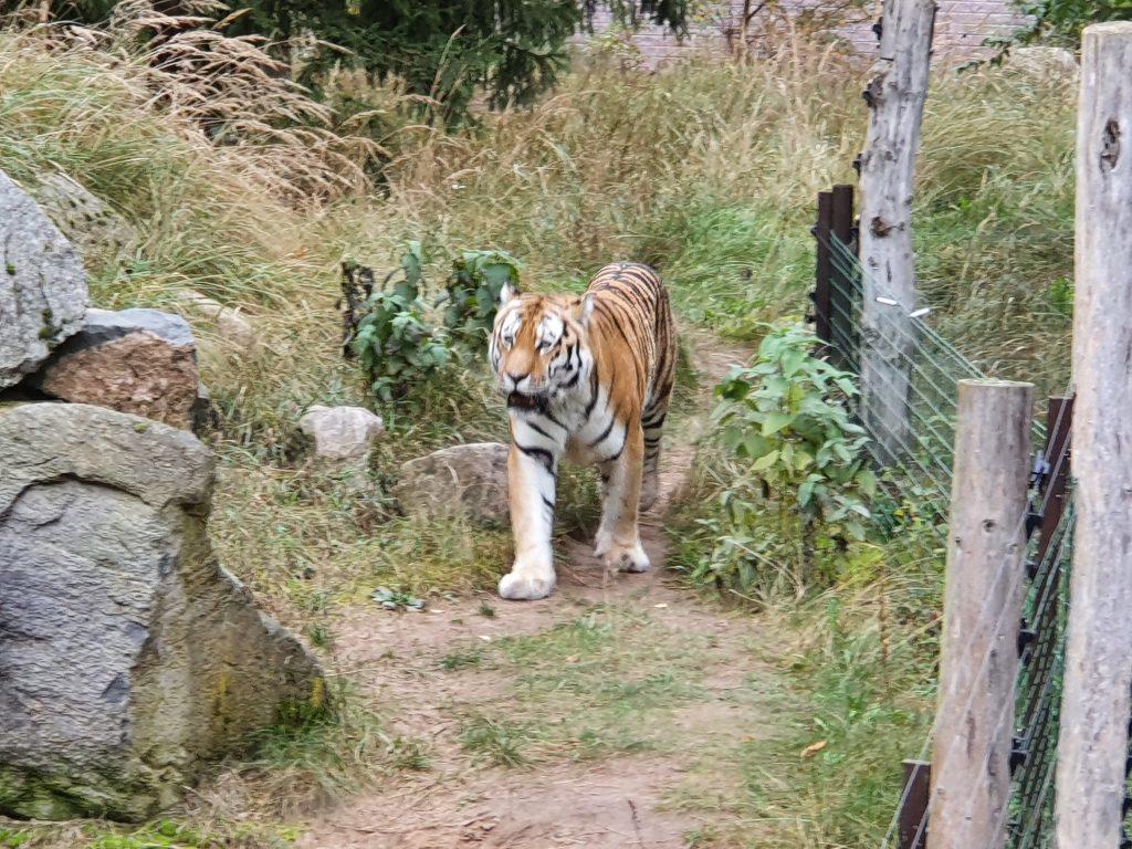 Amur-Tiger, Bewohner im Zoo Eberswalde