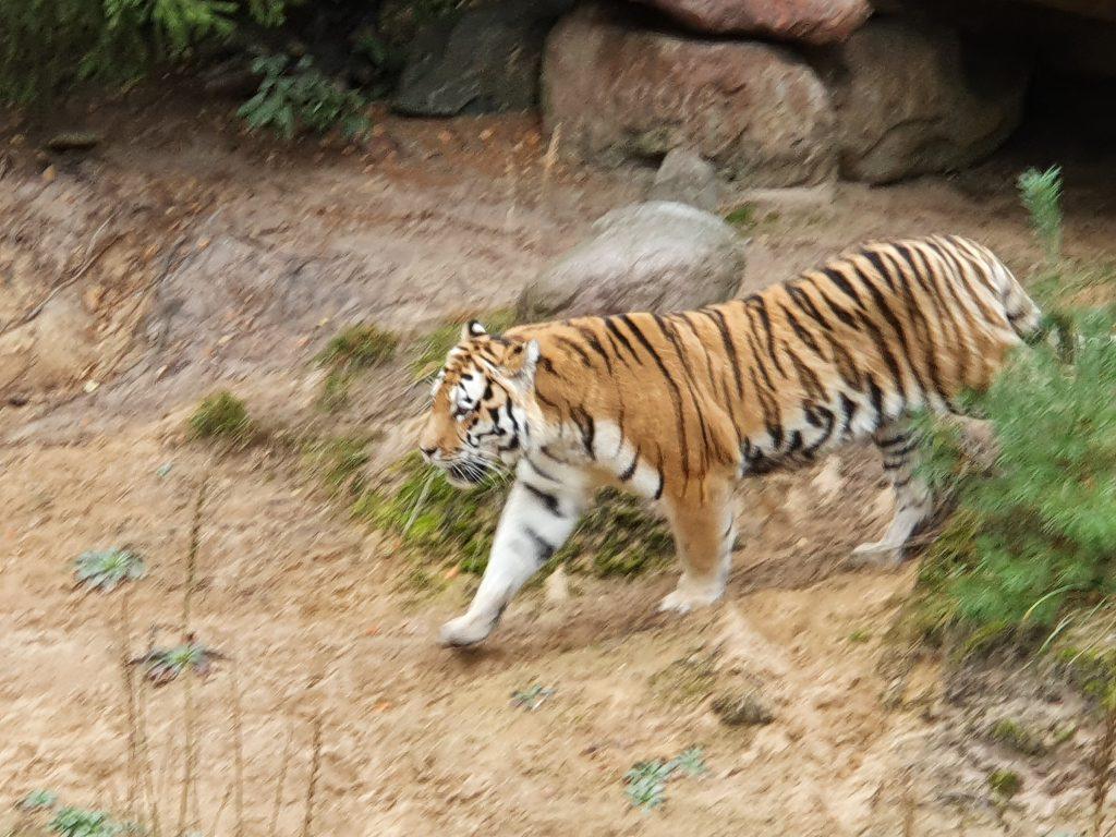 Amur-Tiger, Bewohner im Zoo Eberswalde