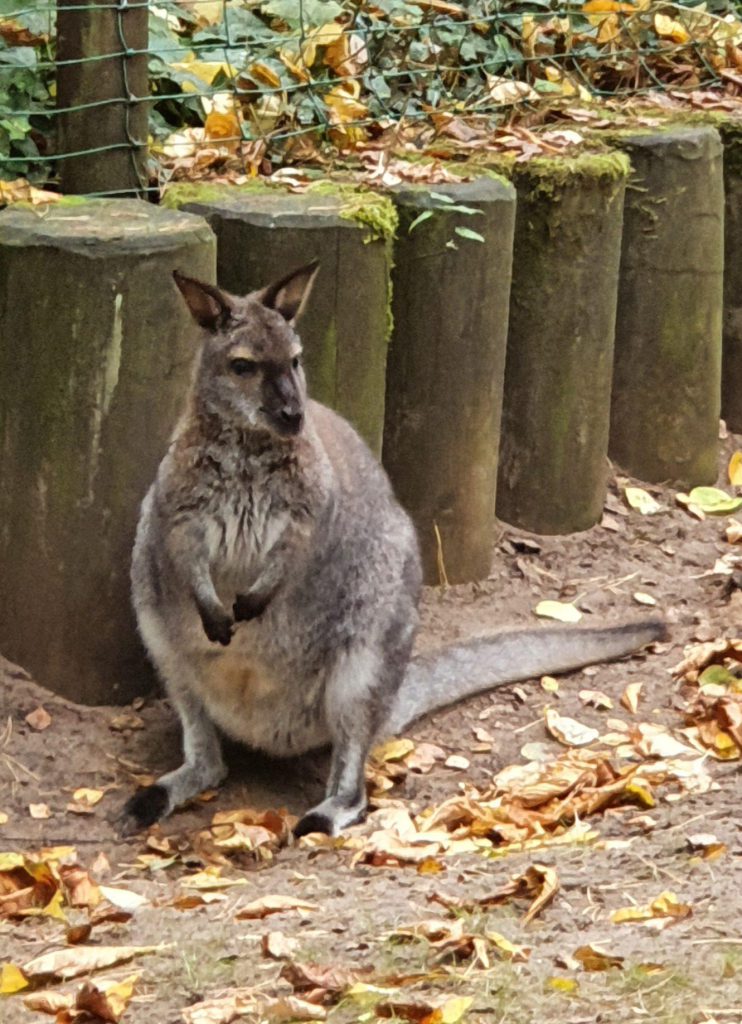 Bennett-Känguru, Bewohner im Zoo Eberswalde