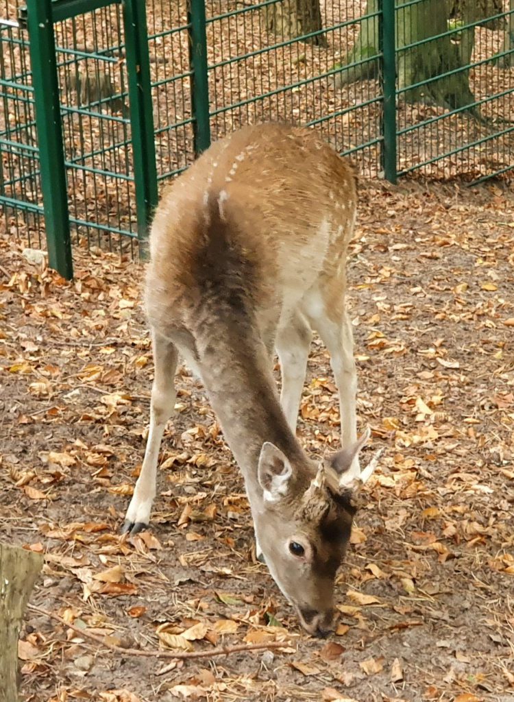 Damwild, Bewohner im Zoo Eberswalde