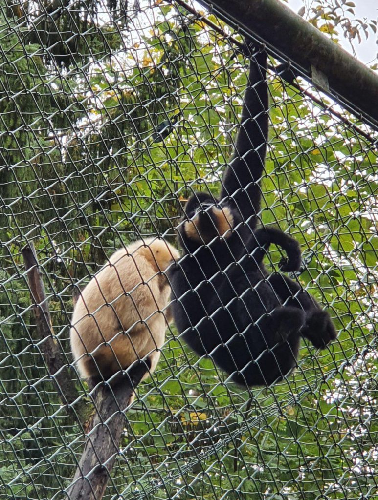 Gelbwangen-Schopf-Gibbon, Bewohner im Zoo Eberswalde