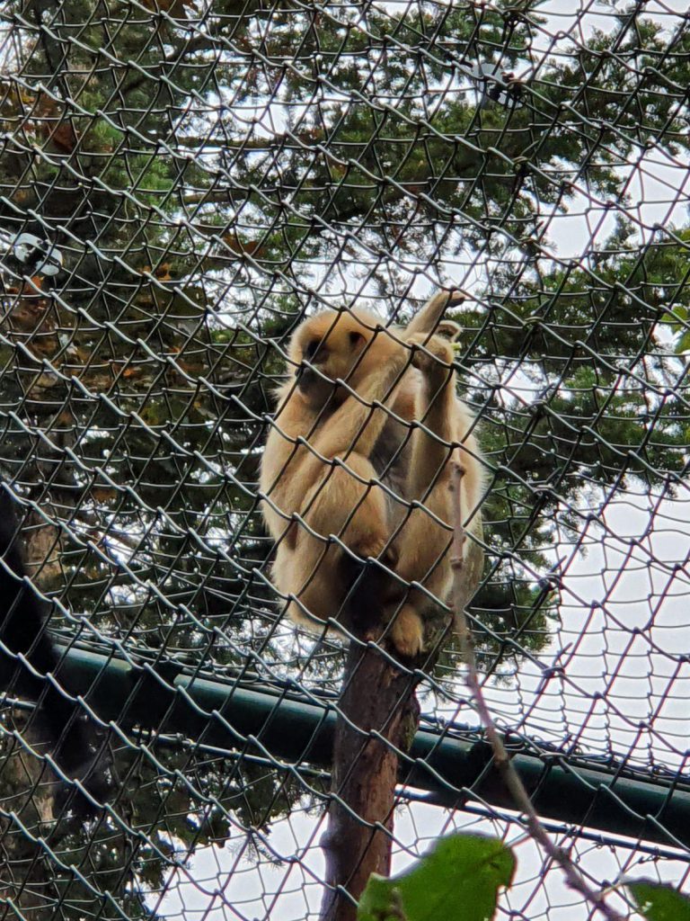 Gelbwangen-Schopf-Gibbon, Bewohner im Zoo Eberswalde