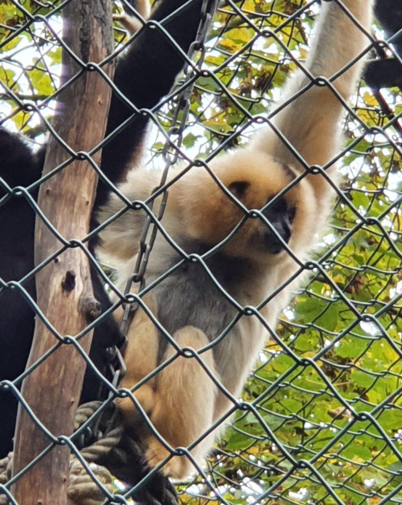 Gelbwangen-Schopf-Gibbon, Bewohner im Zoo Eberswalde