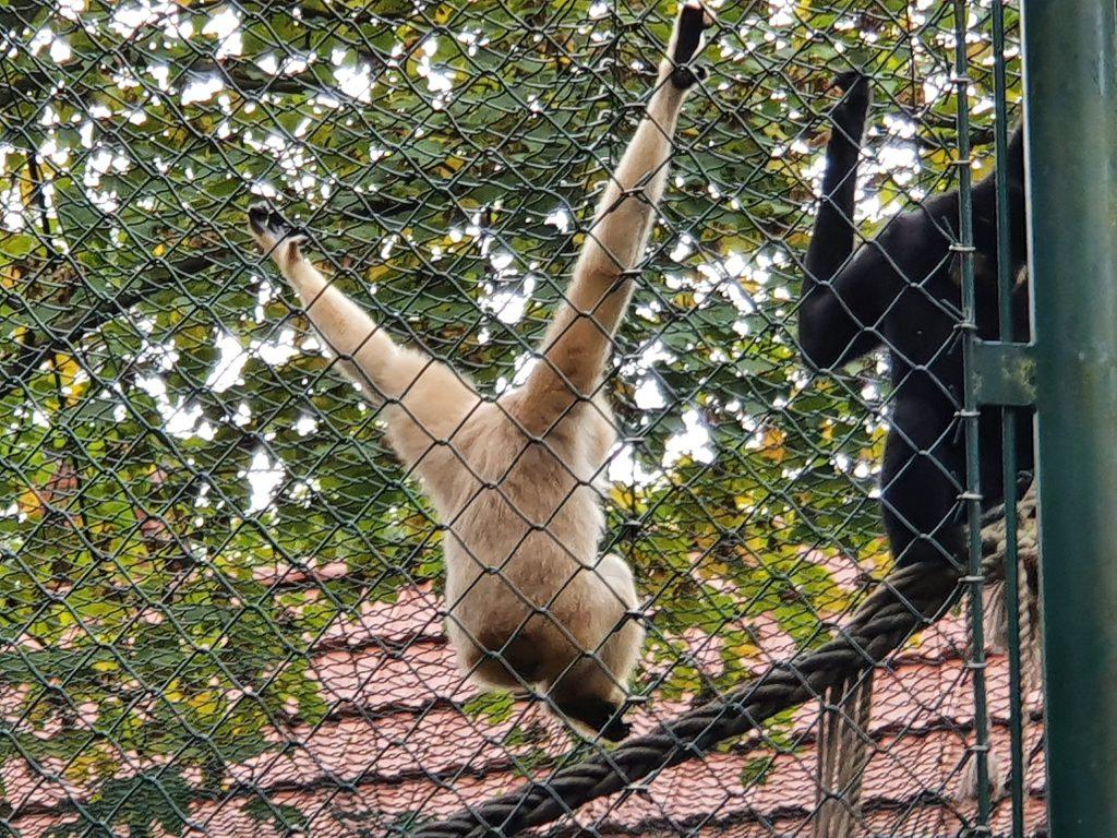 Gelbwangen-Schopf-Gibbon, Bewohner im Zoo Eberswalde