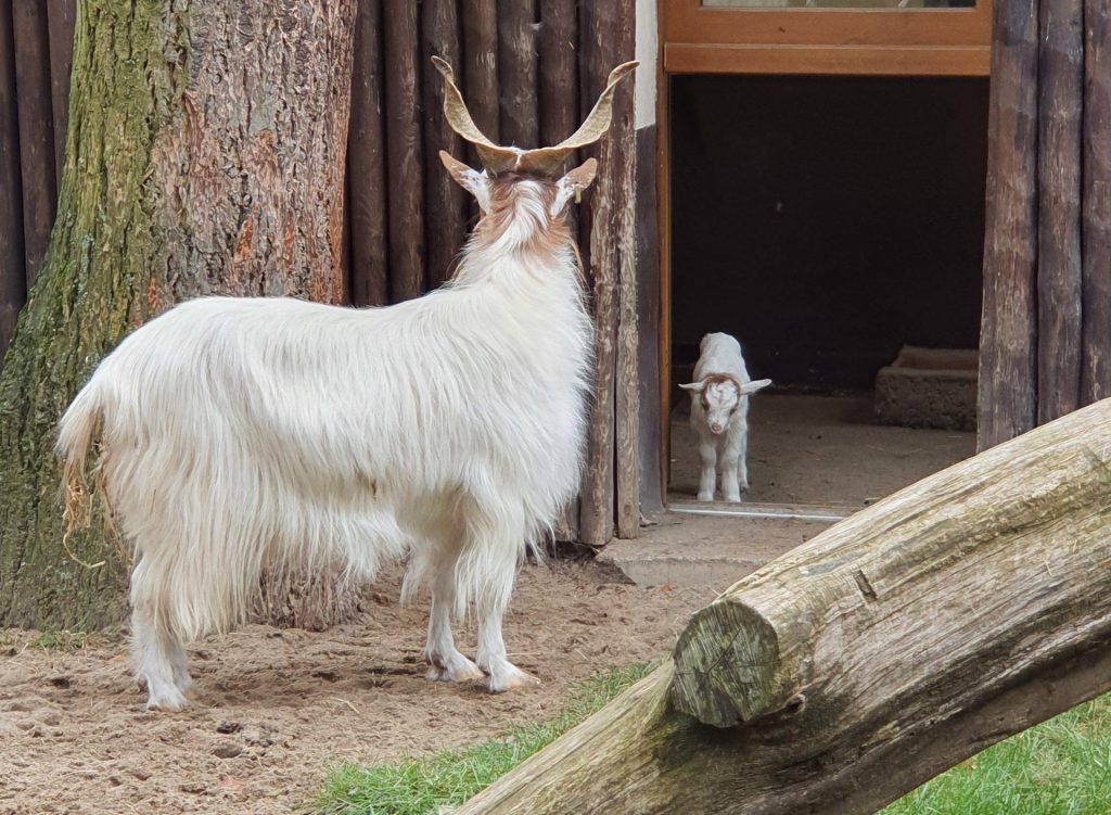 Girgentana-Ziege, Bewohner im Zoo Eberswalde