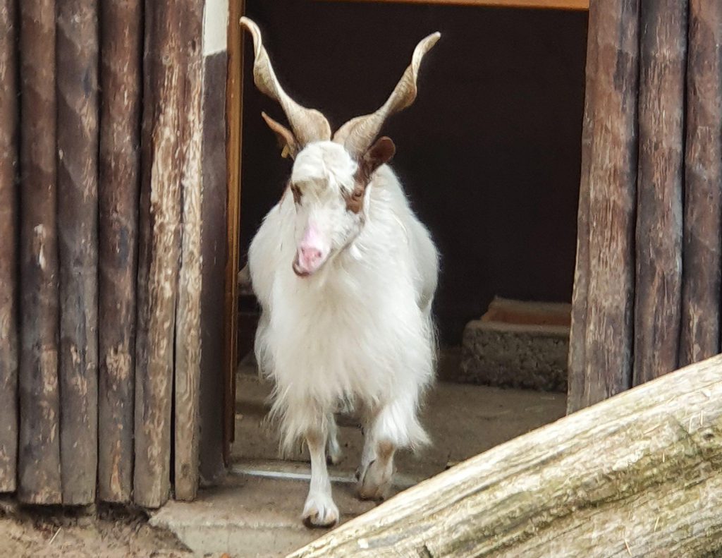 Girgentana-Ziege, Bewohner im Zoo Eberswalde