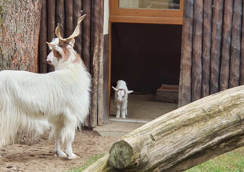 Girgentana-Ziege, Bewohner im Zoo Eberswalde