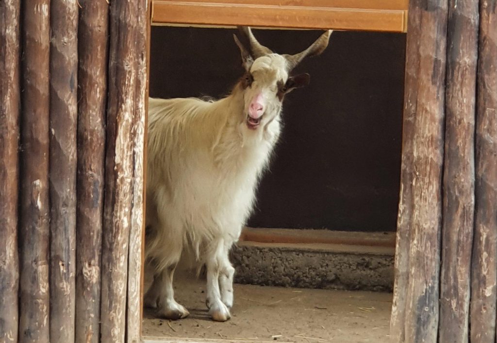 Girgentana-Ziege, Bewohner im Zoo Eberswalde