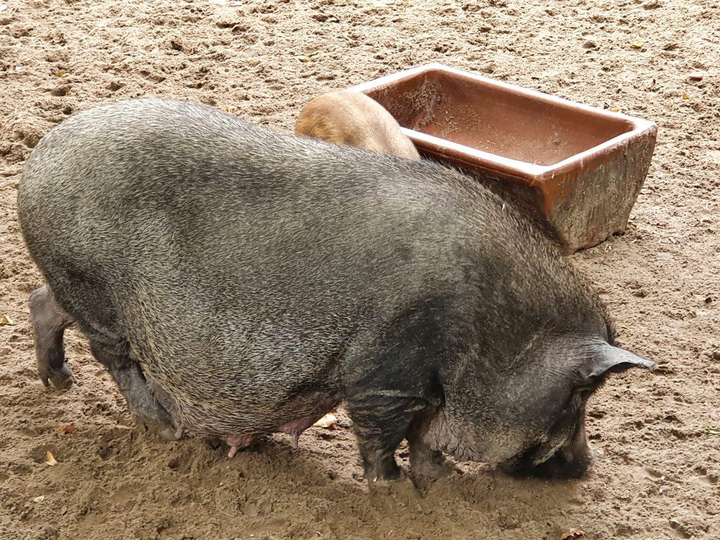 Hängebauch-Schwein, Bewohner im Zoo Eberswalde