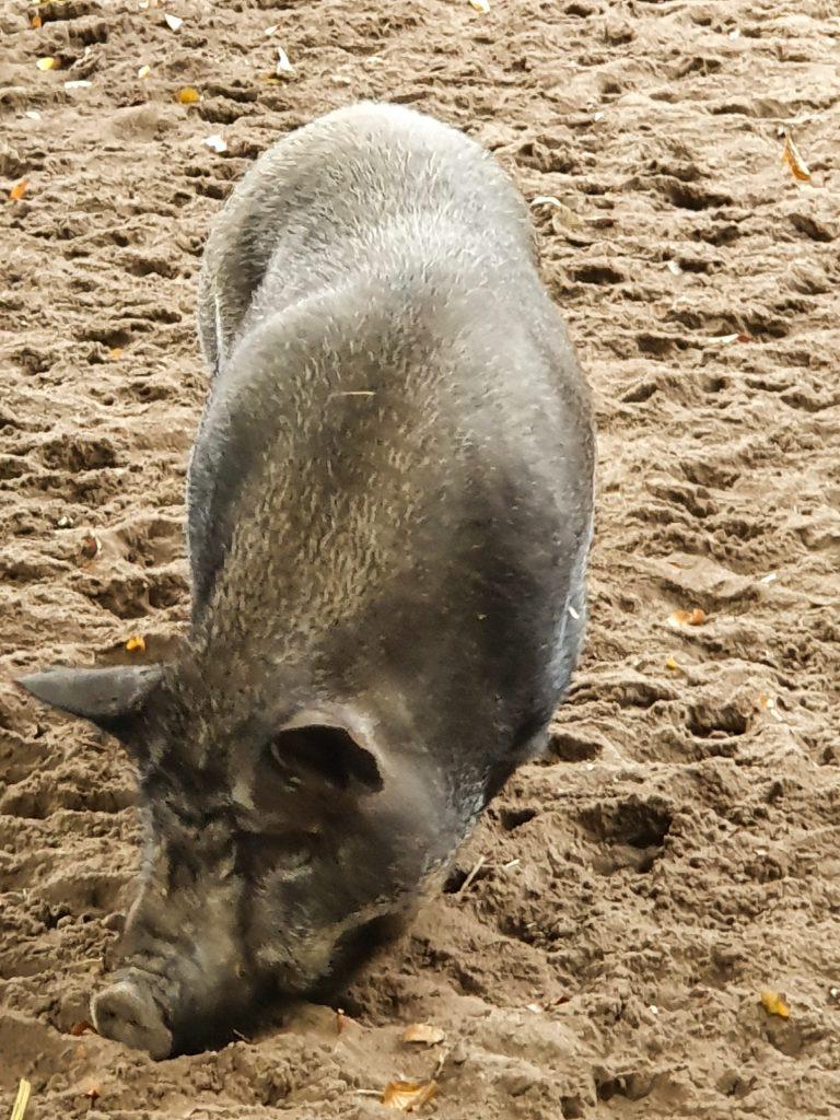 Hängebauch-Schwein, Bewohner im Zoo Eberswalde