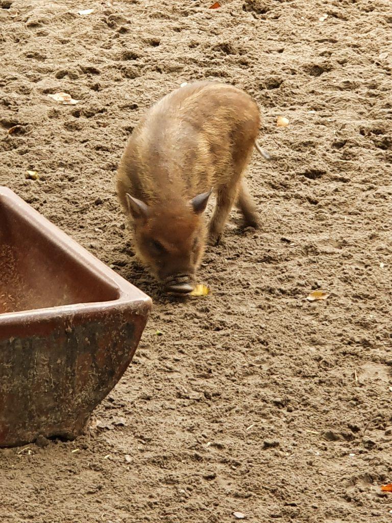 Hängebauch-Schwein, Bewohner im Zoo Eberswalde