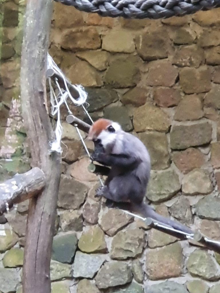 Rotscheitel-Mangabe, Bewohner im Zoo Eberswalde