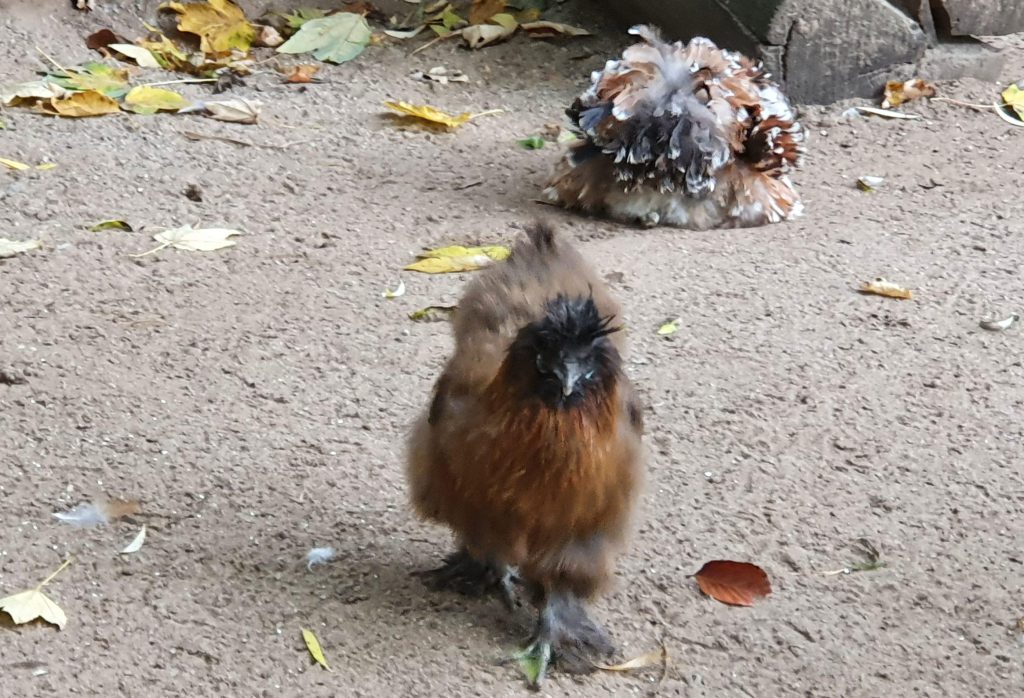 Seiden-Huhn, Bewohner im Zoo Eberswalde