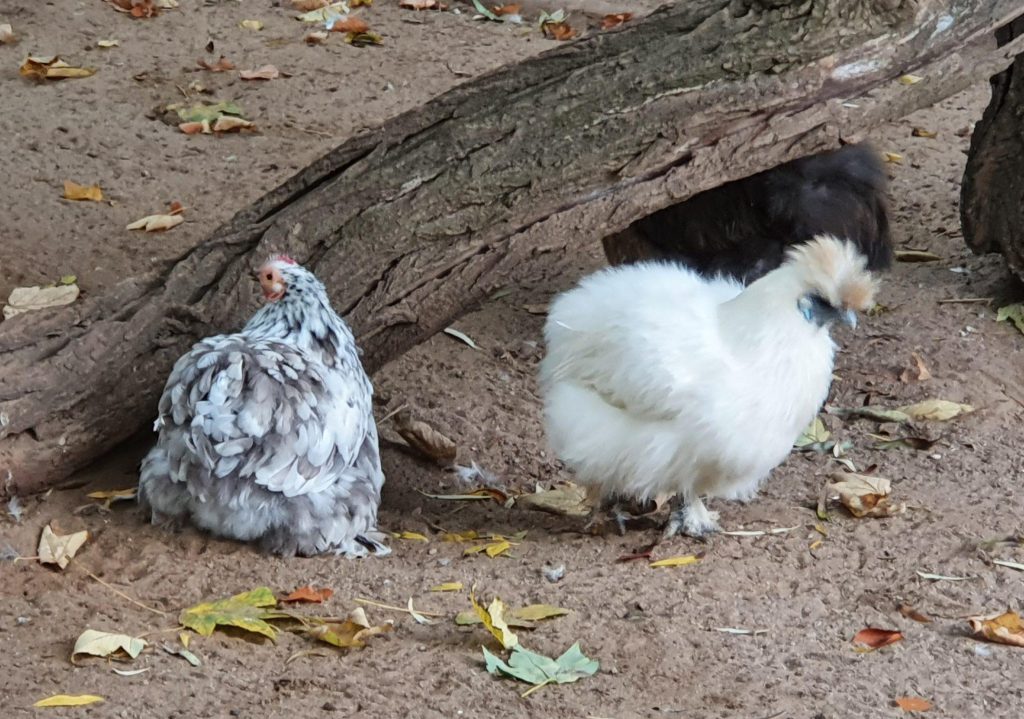 Seiden-Huhn, Bewohner im Zoo Eberswalde