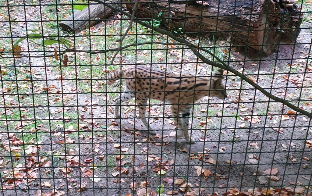 Serval, Bewohner im Zoo Eberswalde