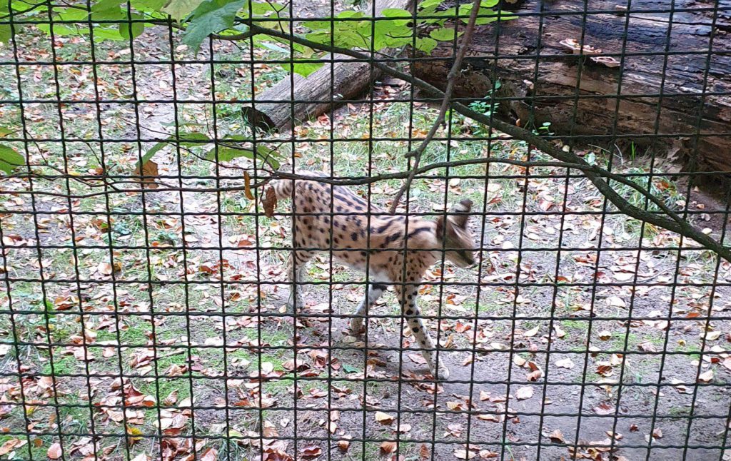 Serval, Bewohner im Zoo Eberswalde