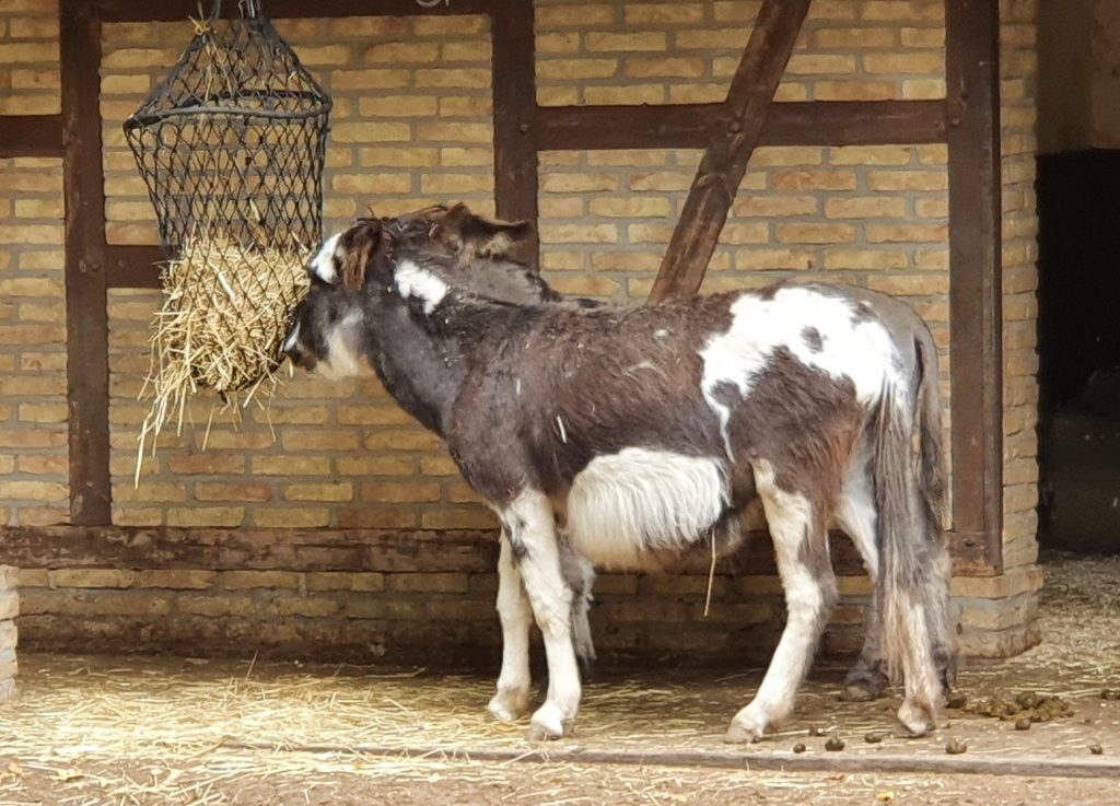 Shetland-Pony, Bewohner im Zoo Eberswalde