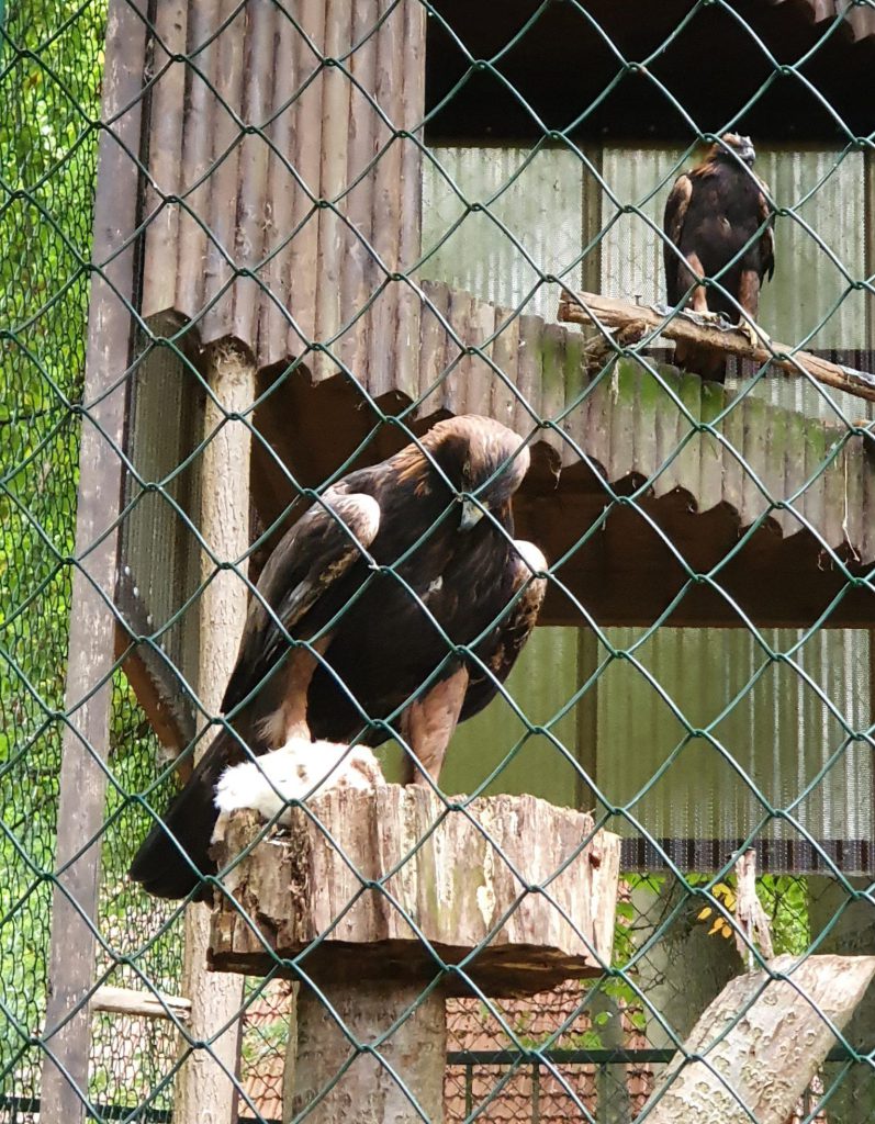 Stein-Adler, Bewohner im Zoo Eberswalde