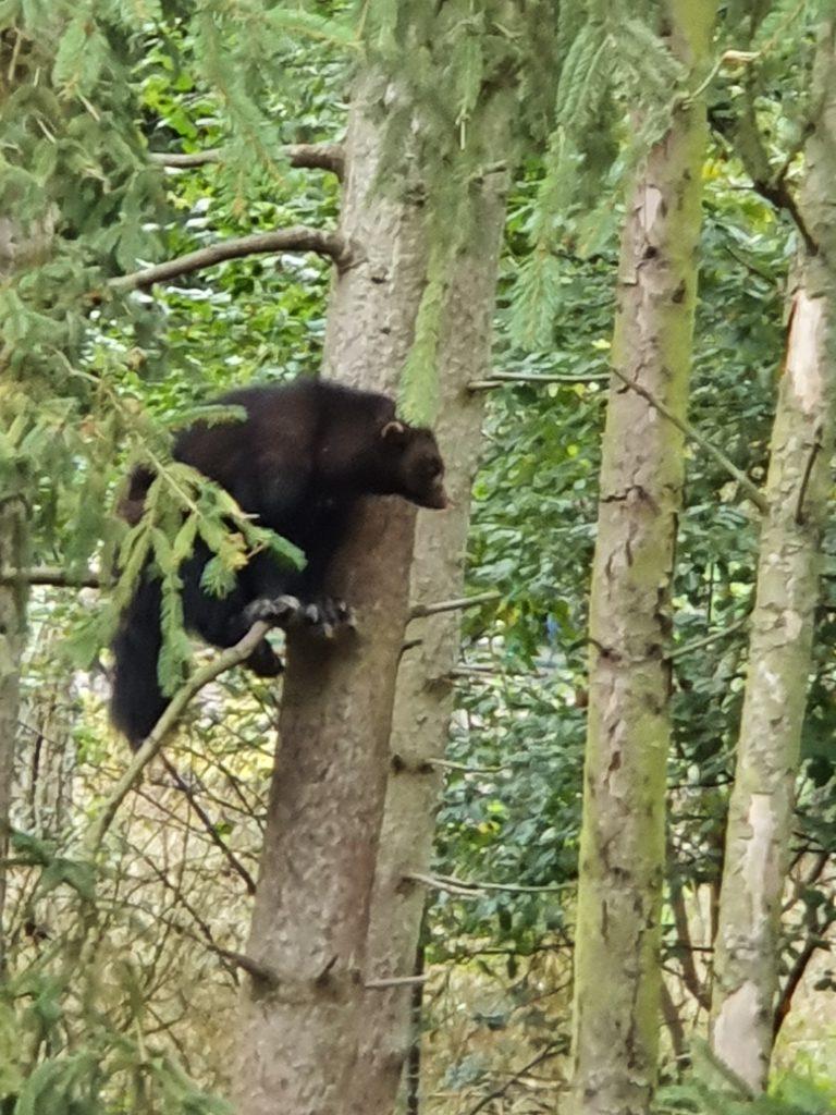 Vielfraß, Bewohner im Zoo Eberswalde
