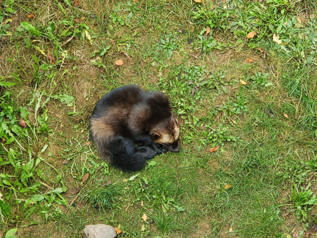 Vielfraß, Bewohner im Zoo Eberswalde