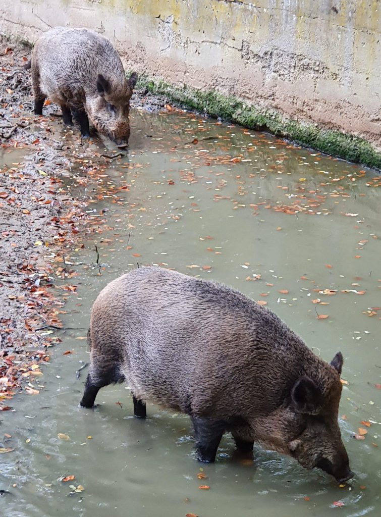 Wildschwein, Bewohner im Zoo Eberswalde