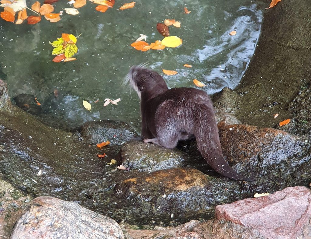 Zwerg-Otter, Bewohner im Zoo Eberswalde