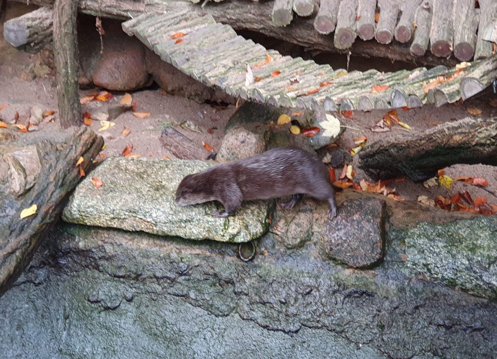 Zwerg-Otter, Bewohner im Zoo Eberswalde