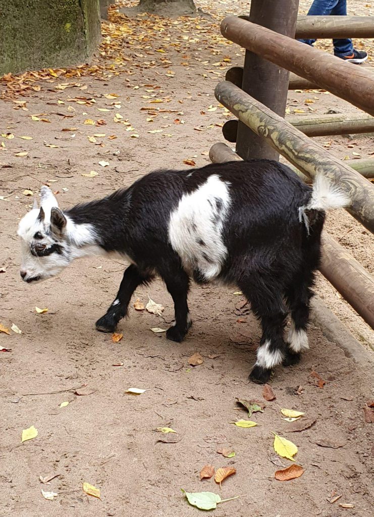 Zwerg-Ziege, Bewohner im Zoo Eberswalde