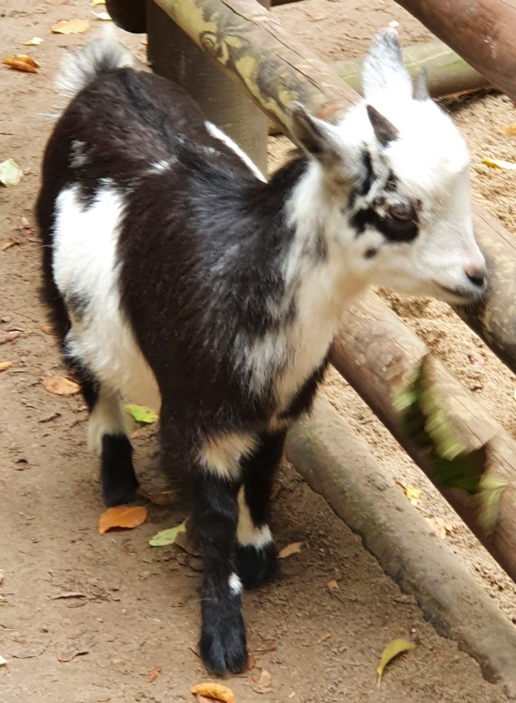 Zwerg-Ziege, Bewohner im Zoo Eberswalde