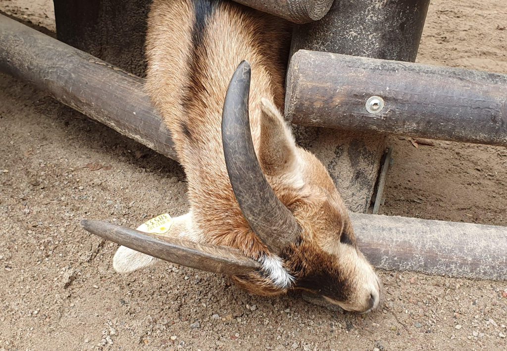 Zwerg-Ziege, Bewohner im Zoo Eberswalde