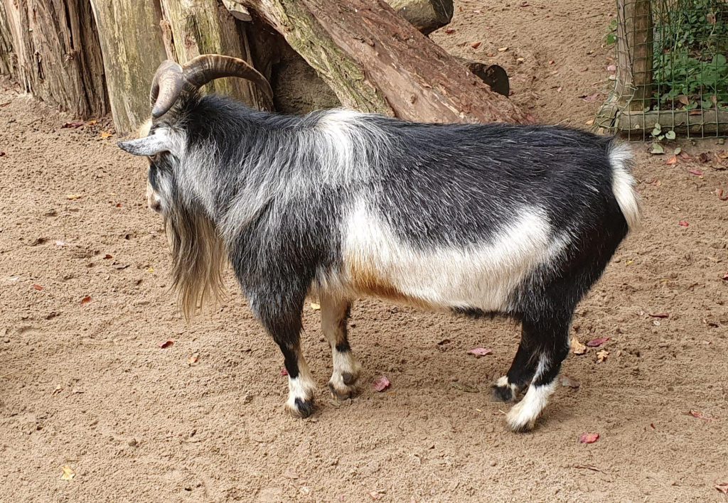 Zwerg-Ziege, Bewohner im Zoo Eberswalde