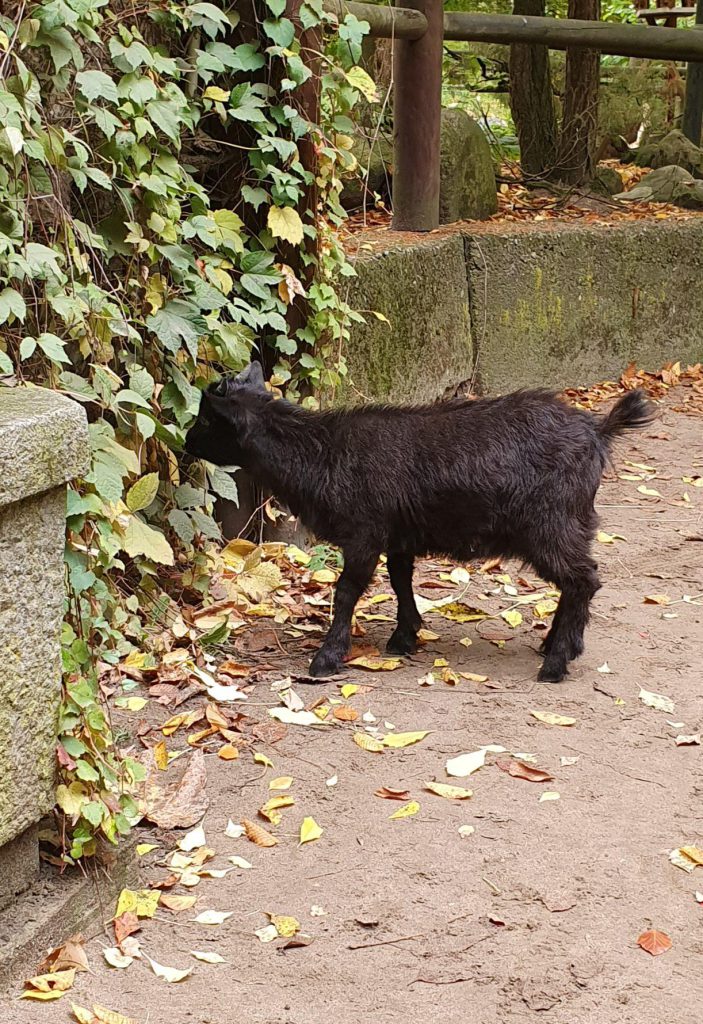 Zwerg-Ziege, Bewohner im Zoo Eberswalde