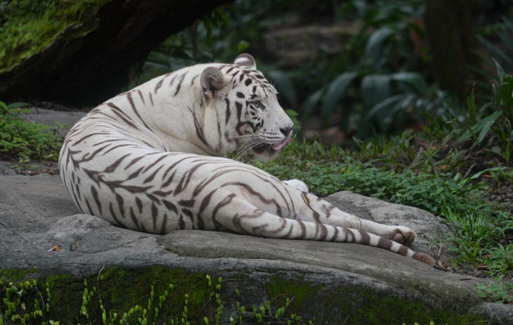 Mandai Wildlife Reserve