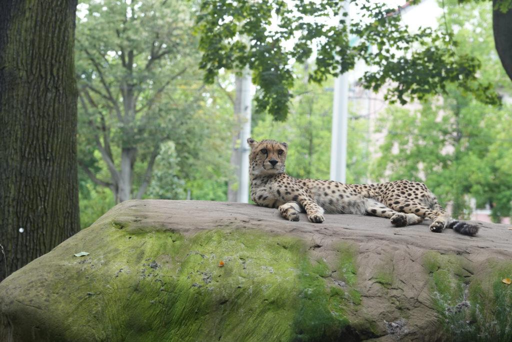 Zoo Dresden